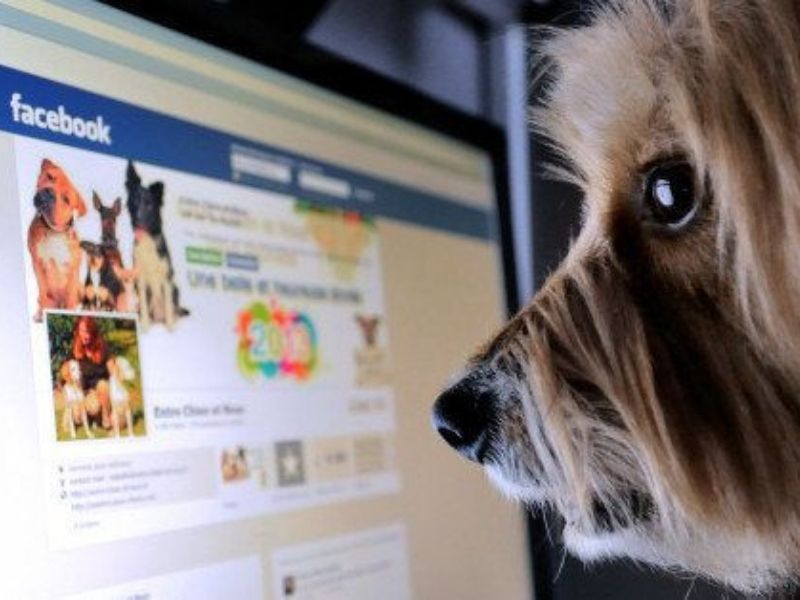 Social Media For Pets