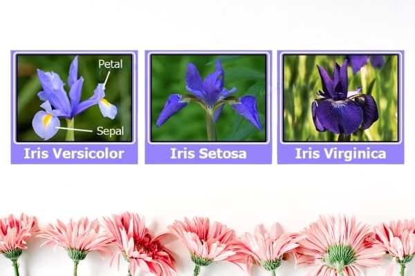 Iris Flowers Classification Project